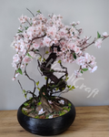 (DD5-14) Drzewko wiśni BONSAI