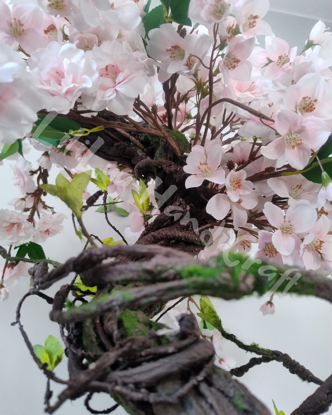 (DD5-14) Drzewko wiśni BONSAI